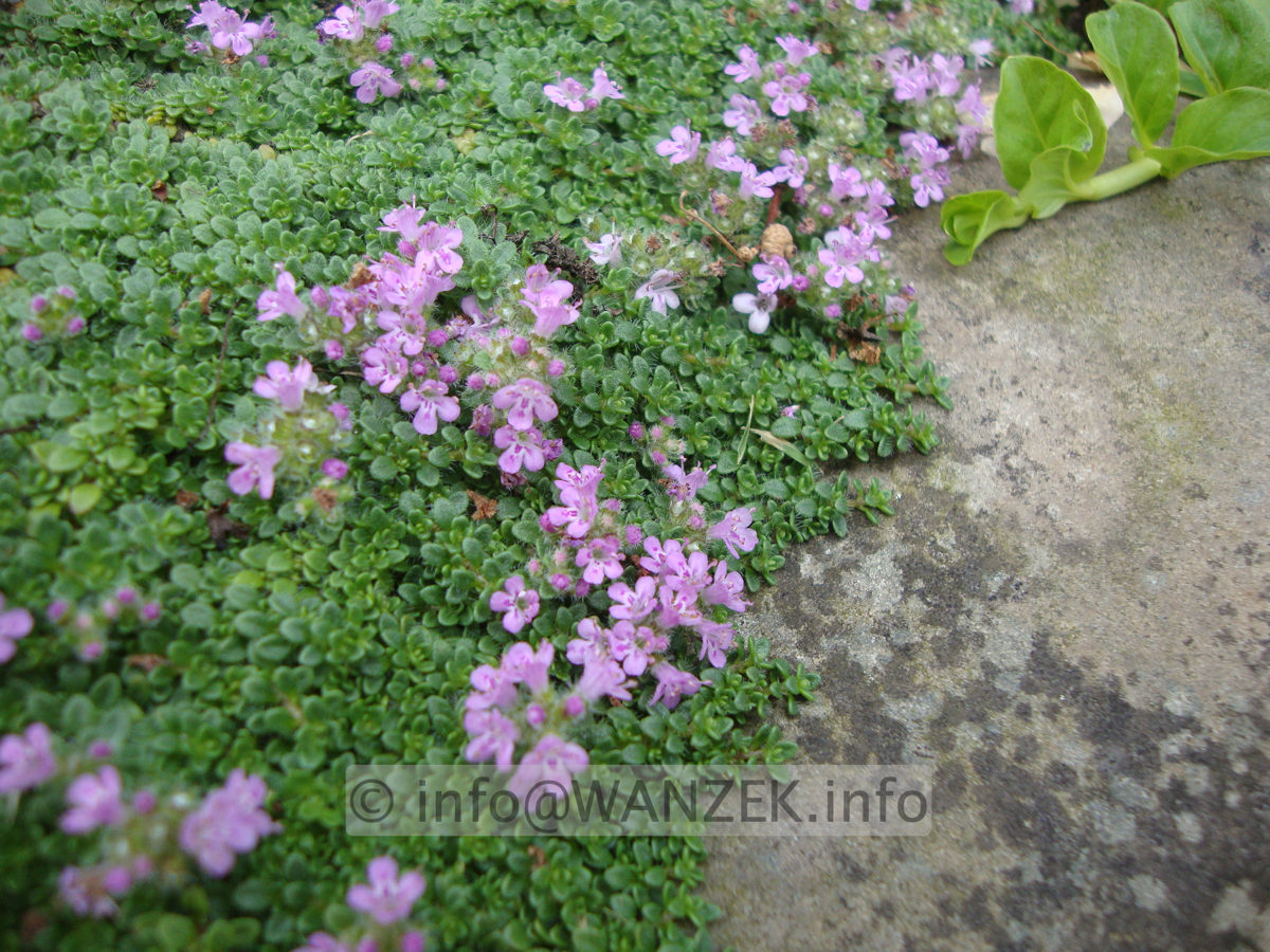 Thymus pseudolanoginosus 02.JPG